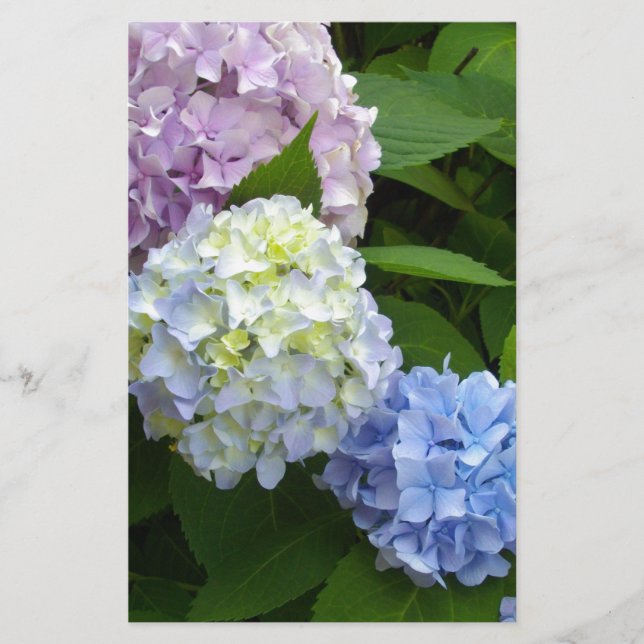 Hydrangeas Stationery (Front)