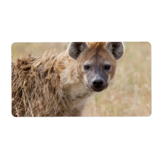 Hyena (Front)