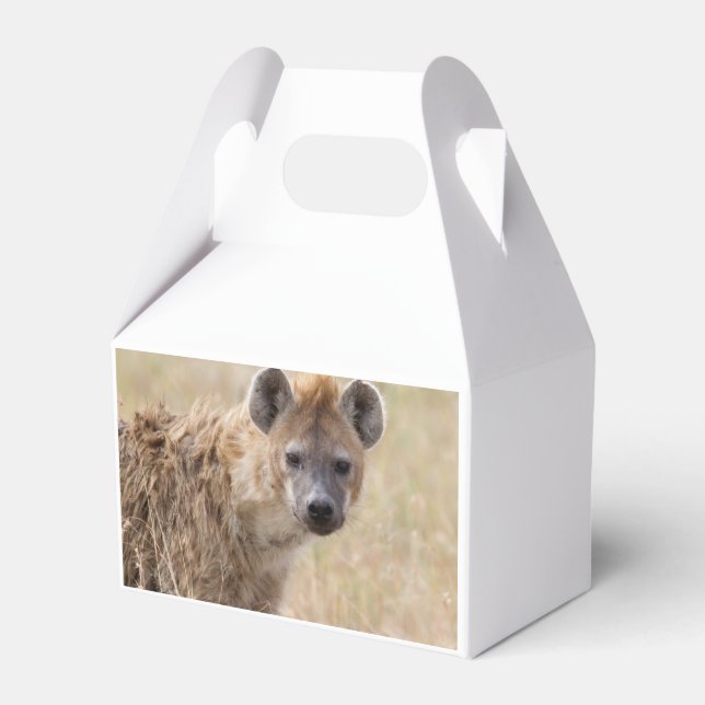 Hyena Favour Box (Back Side)