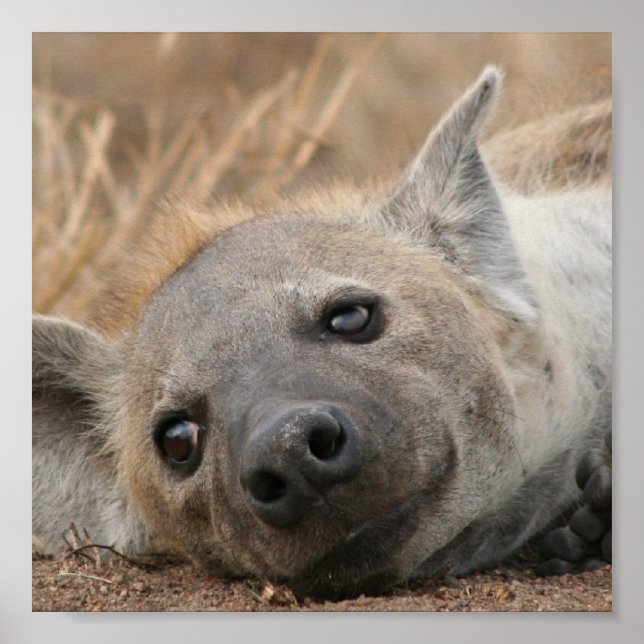 Hyena Picture Poster (Front)