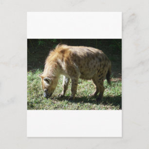 Hyena Postcard