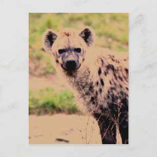 hyena postcard