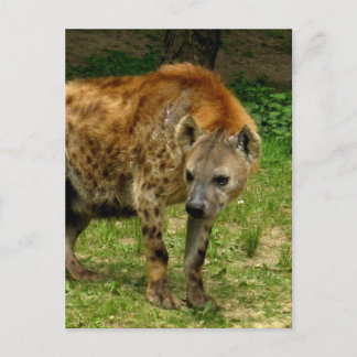 Hyena Prowl Postcard