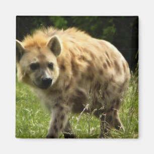 Hyena Square Magnet