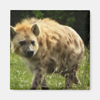 Hyena Square Magnet