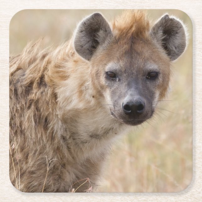 Hyena Square Paper Coaster (Front)