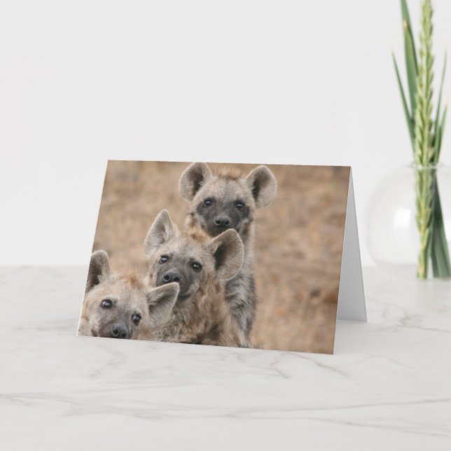 Hyenas Greeting Card (Front)