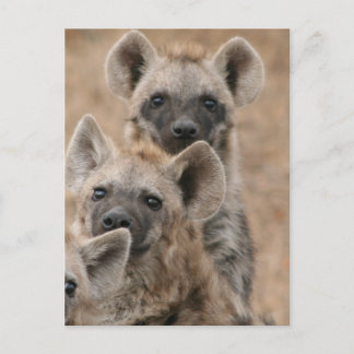 Hyenas Postcard