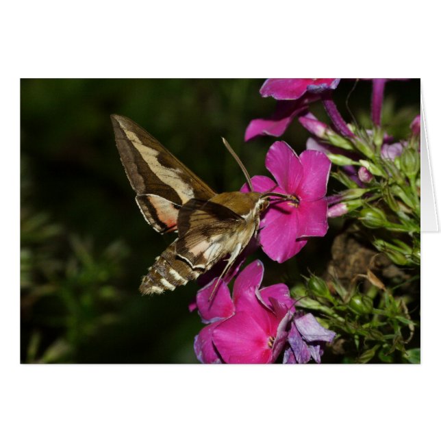 Hyles gallii (Front Horizontal)