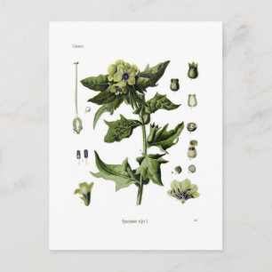 Hyoscyamus niger (Black Henbane) Postcard