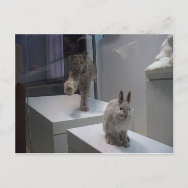 Hyper Lynx runs (a)cross-hare Postcard (Front)