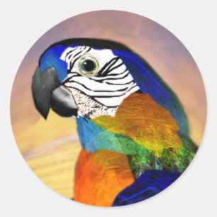 HYPER PARROTS /RED AND BLUE ARA CLASSIC ROUND STICKER