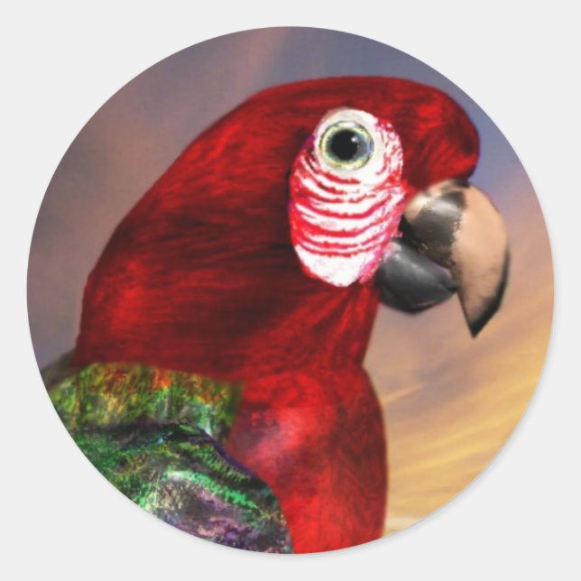 HYPER PARROTS / RED ARA CLASSIC ROUND STICKER (Front)