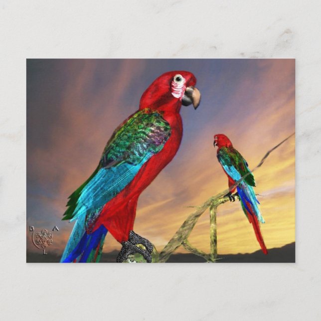 HYPER PARROTS / RED ARA POSTCARD (Front)