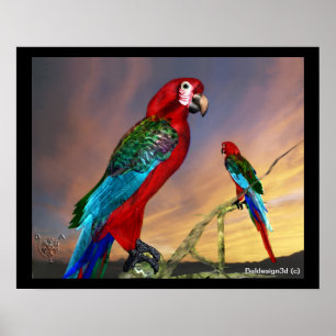 HYPER PARROTS / RED ARA POSTER