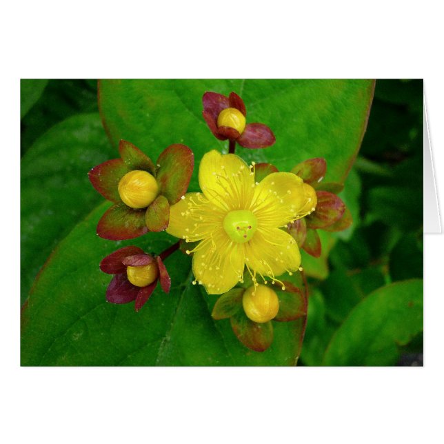 Hypericum Androsaemon 01 (Front Horizontal)