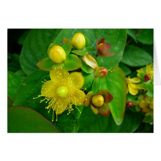 Hypericum Androsaemon 02 (Front Horizontal)