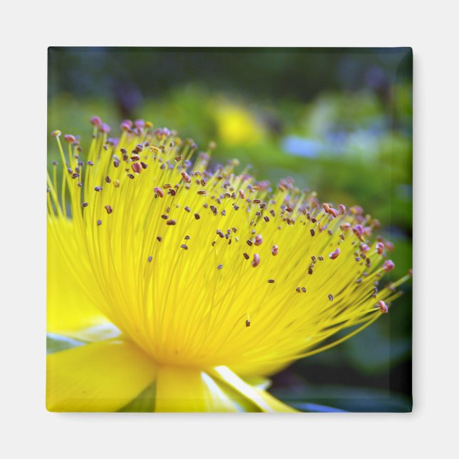 Hypericum calcyinum Magnet (Front)