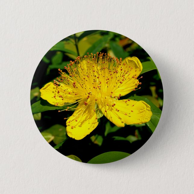 Hypericum calycinum Badge (Front)