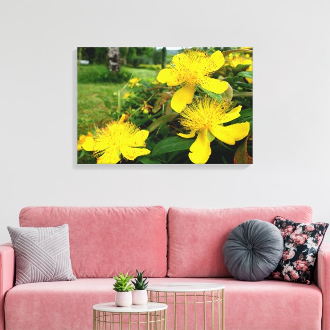 Hypericum calycinum canvas print (Insitu(LivingRoom))