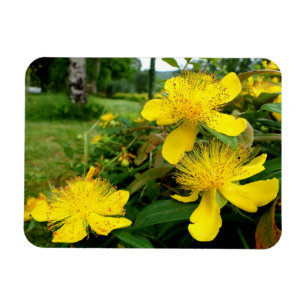 Hypericum calycinum magnet