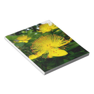 Hypericum calycinum notepad