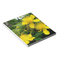 Hypericum calycinum