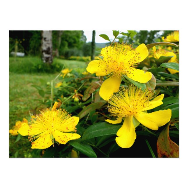 Hypericum calycinum photo print (Front)