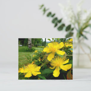 Hypericum calycinum postcard