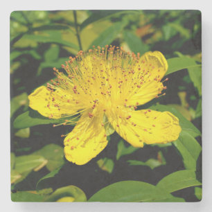 Hypericum calycinum stone coaster