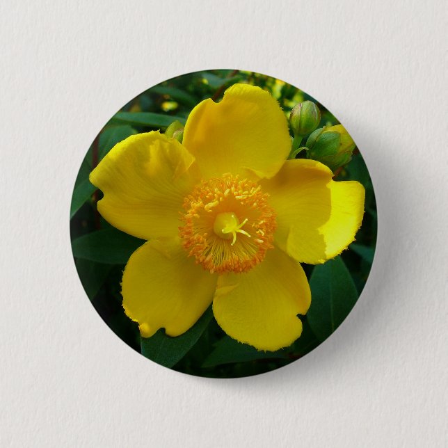 Hypericum Hidcote (St. John's Wort) 6 Cm Round Badge (Front)
