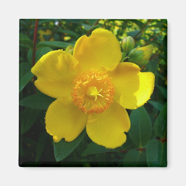 Hypericum Hidcote (St. John's Wort) Magnet (Front)