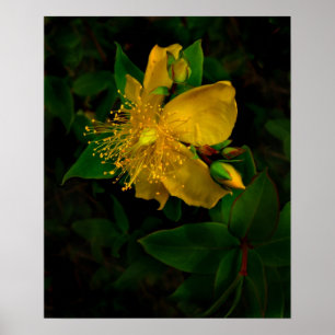Hypernium-Flowers of the Mind Poster