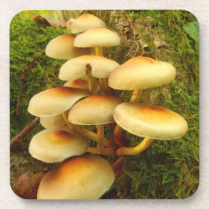 Hypholoma fasciculare Mushroom Plastic Coasters