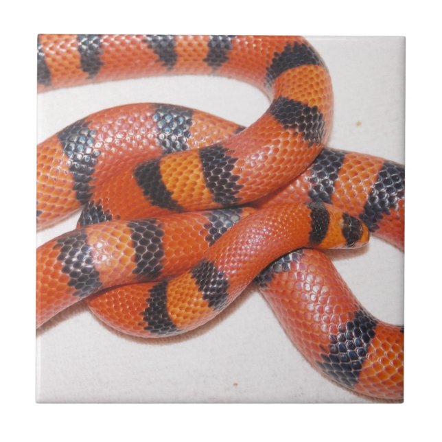 Hypo Honduran Milk Snake Milksnake Tile (Front)