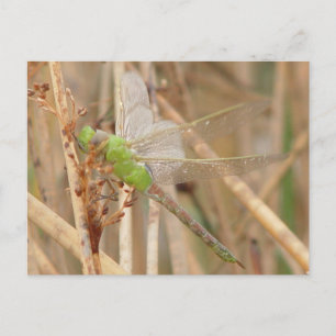 I1 Green Dragonfly Postcard