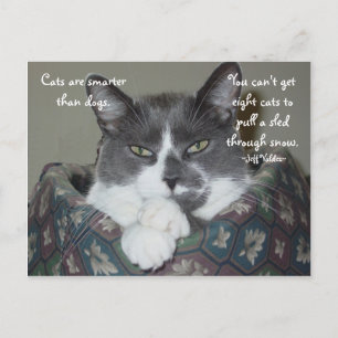 I Am Cat... Postcard