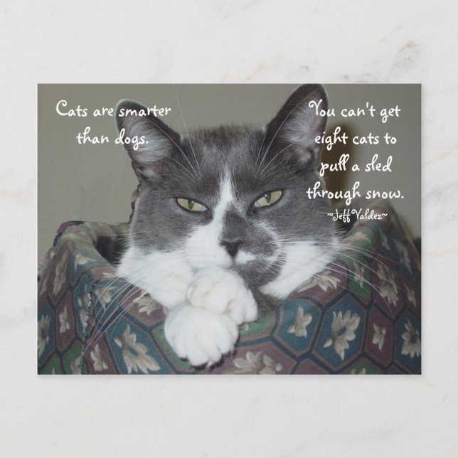 I Am Cat... Postcard (Front)