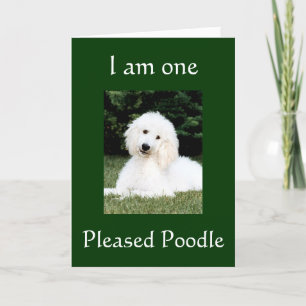 "I AM ONE PLEASED POODLE" THANK YOU CARD