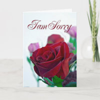 I am sorry card with a red rose