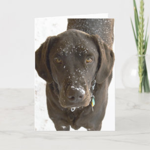 I Am Sorry Snow Sprinkled Chocolate Lab Photo Card