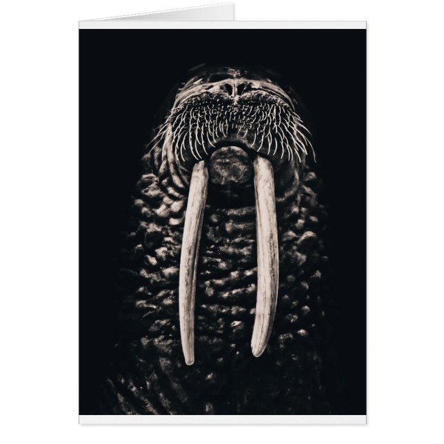 I am the walrus. (Front)