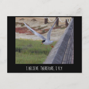 I Believe Therefore I Fly Postcard