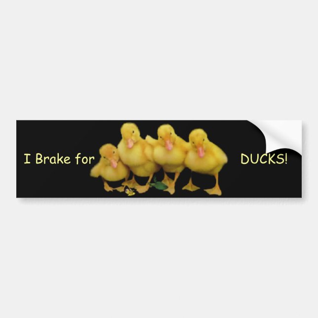 I Brake for, DUCKS! bumper sticker (Front)