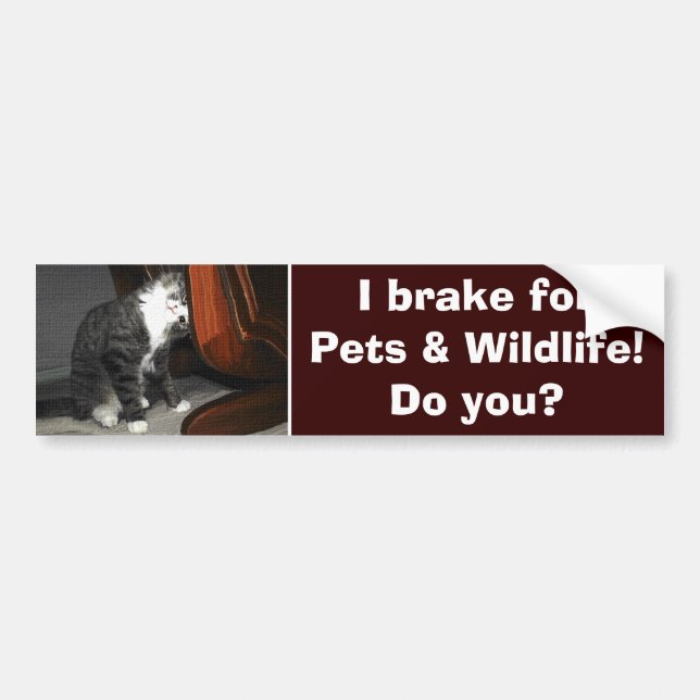 "I BRAKE FOR PETS" Cat Kitten Bumper Sticker (Front)