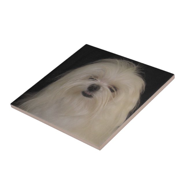 I Don't Do Top Knots MALTESE Tile (Side)