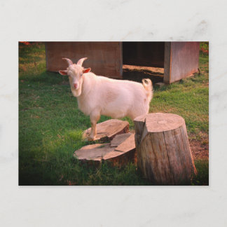 I Goat This Postcard