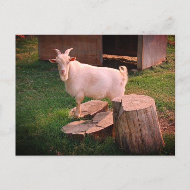 I Goat This Postcard (Front)