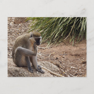 I have an Itch - Spider Monkey Postcard