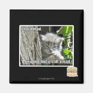 I haz a mad magnet